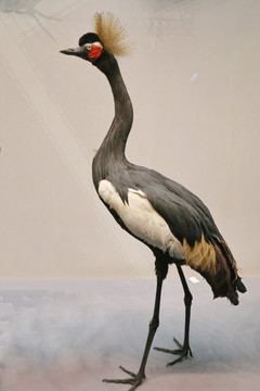 鸟类标本黑冕鹤