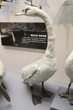 鸟类标本疣鼻天鹅