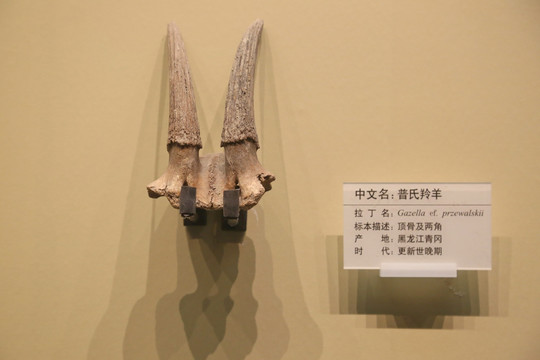 普氏羚羊角化石