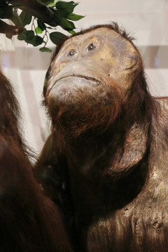 动物标本婆罗洲猩猩