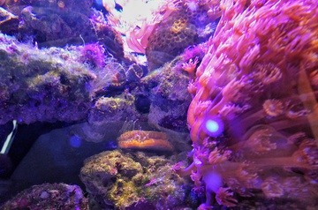 活体珊瑚