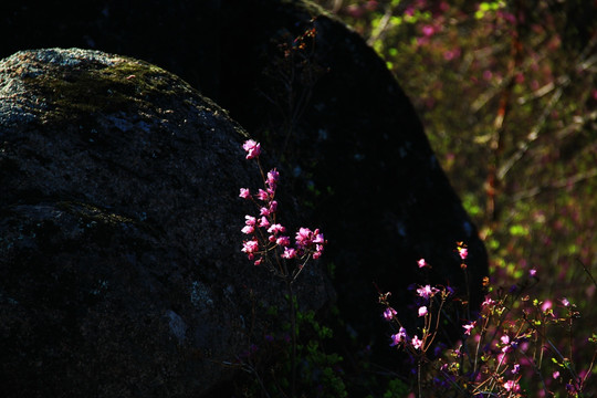 杜鹃花