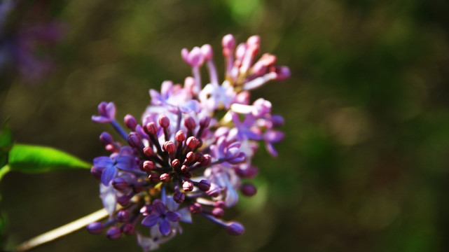 丁香花