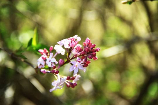 丁香花