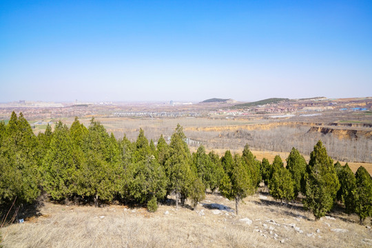 山坡松树