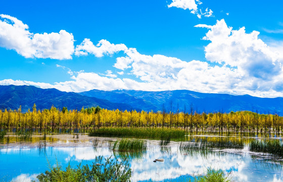西藏 树林 蓝天白云 高原