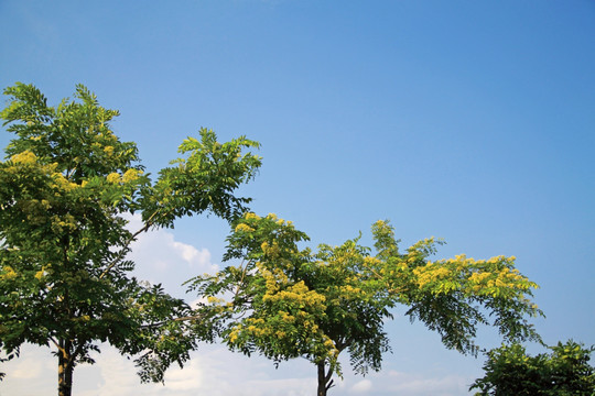 黄花梨