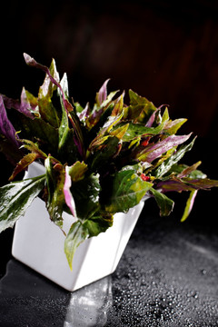 紫贝天葵菜