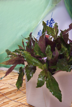 紫贝天葵菜