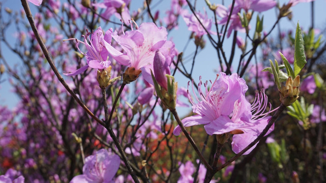 杜鹃花开