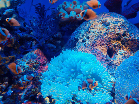 海底世界 海底鱼群 海底生物