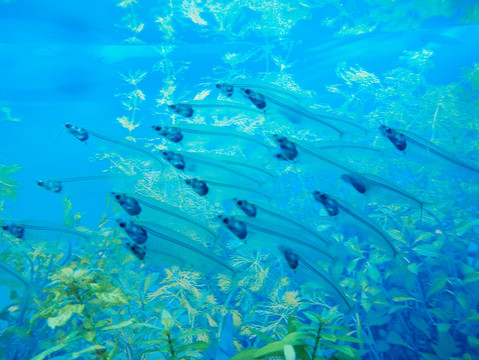 海底世界 海底鱼群 海底生物