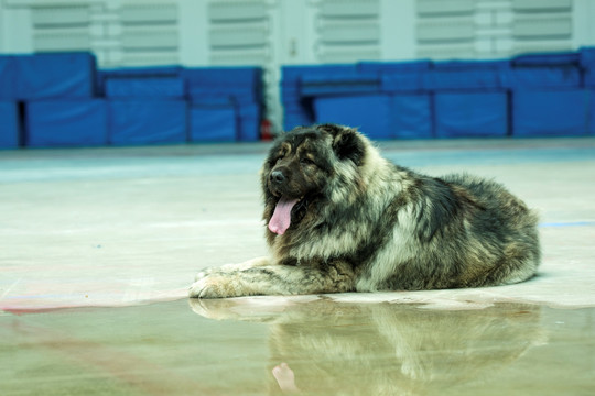 高加索犬