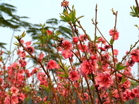 桃花 桃花盛开 粉红桃花