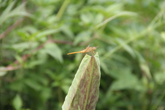 蜻蜓