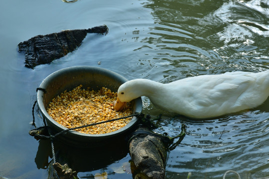 鸭子吃食