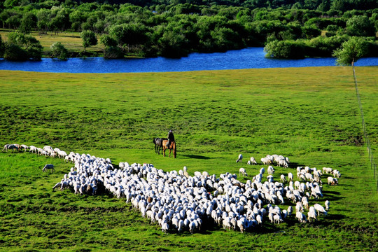 夏季湿地放牧羊群