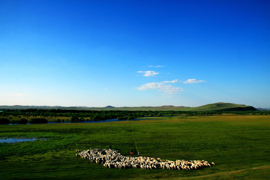 草原湿地羊群