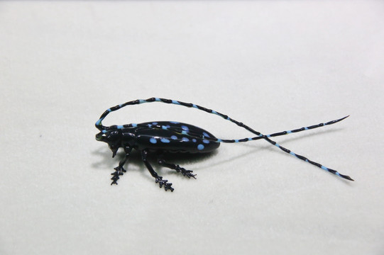 玻璃工艺品蓝斑天牛甲虫