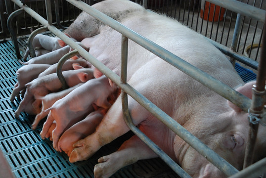 母猪哺乳情景