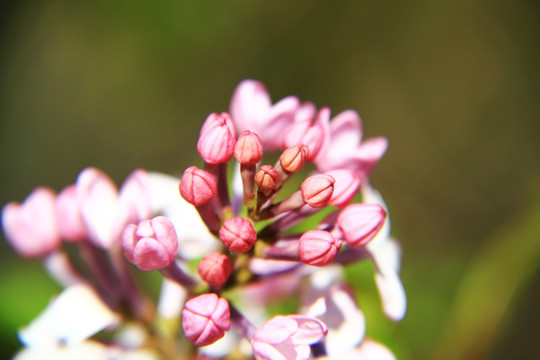 丁香花