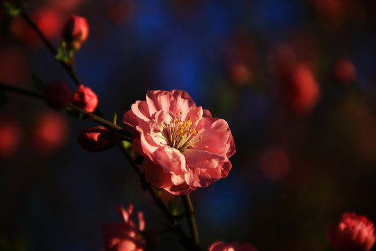 花之影