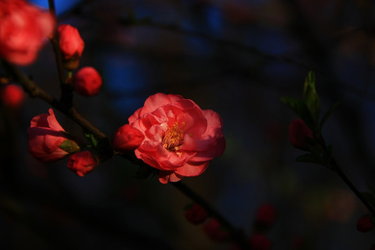 花之影