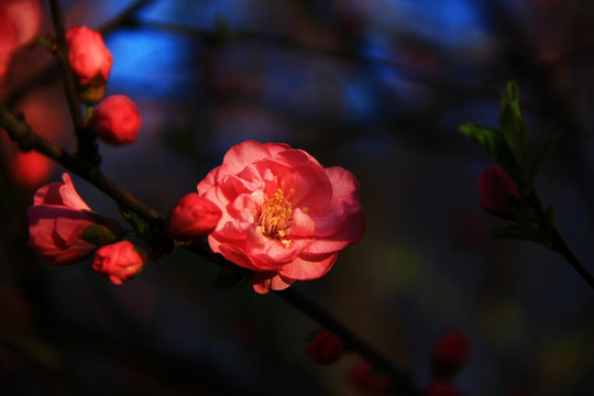 花之影