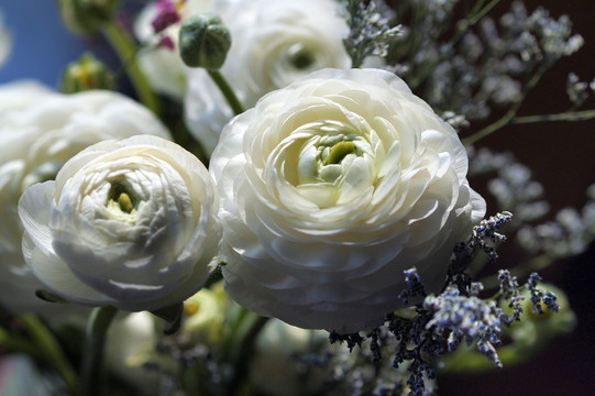 白色花毛茛 鲜花 花束