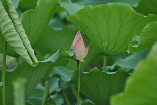 荷花  花蕾
