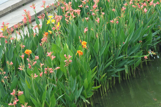花