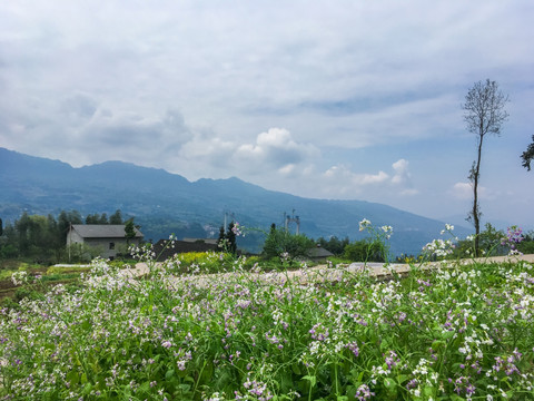 山村风光