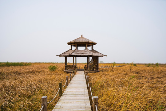 湿地风景 湿地公园