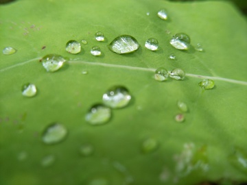 树叶上的水滴