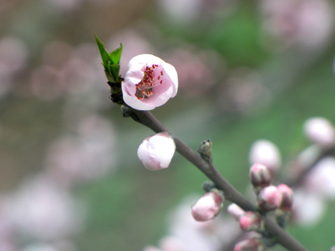 唯美桃花高清图片素材