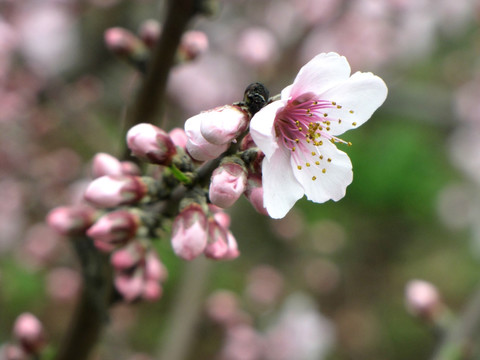 唯美桃花高清图片素材