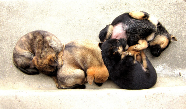 一起酣睡的四只小狗