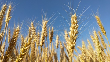 小麦 麦穗 庄稼