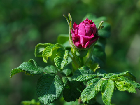 玫瑰花蕾