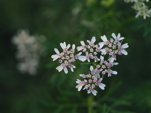 香菜花