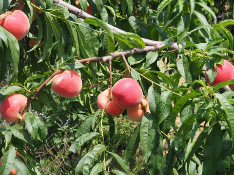 水蜜桃桃子果园高清图