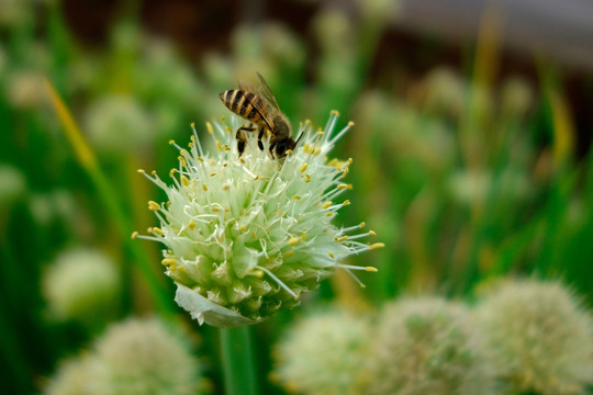 葱花 蜜蜂采蜜