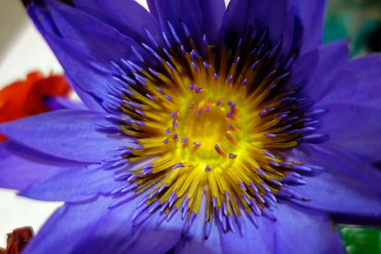 蓝紫色睡莲 黄色花蕊