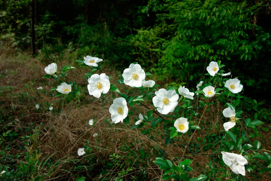 金樱子花 白色花