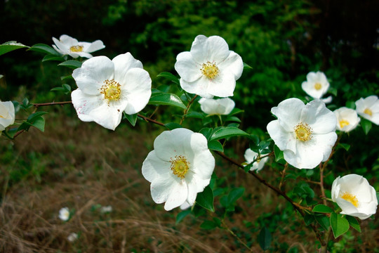 金樱子 刺梨子 白色花