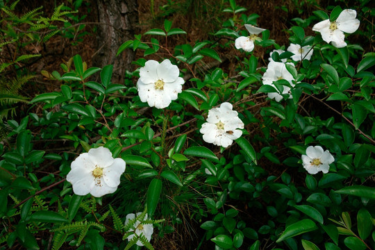 金樱子 野外草药 白色花