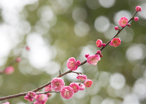 一支梅花