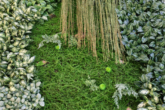 绿色植物墙 绿植 植物墙 花卉