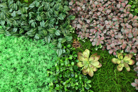 绿色植物墙 绿植 植物墙