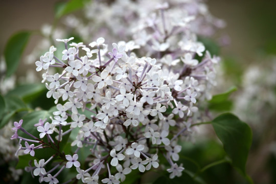 丁香花